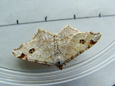 Peacock Moth